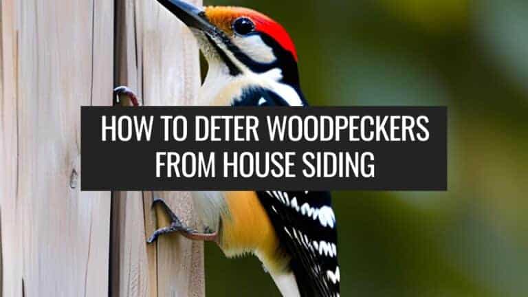 How to Deter Woodpeckers from House Siding